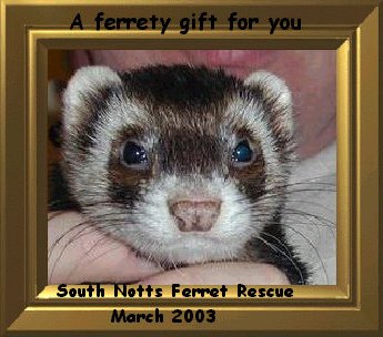 A Ferrety Gift For You
